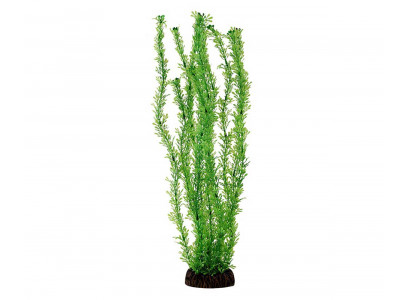 Растение Laguna (Лагуна) Лигодиум Зеленый 100мм 74044016