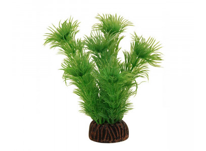 Растение Laguna (Лагуна) Амбулия Зеленая 100мм 74044021