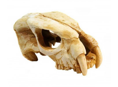 Грот Deksi (Декси) 1001 Череп Динозавра 22*14*11см D259089