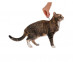  5.Advantage-cat-4-8-4pip_treatnment 