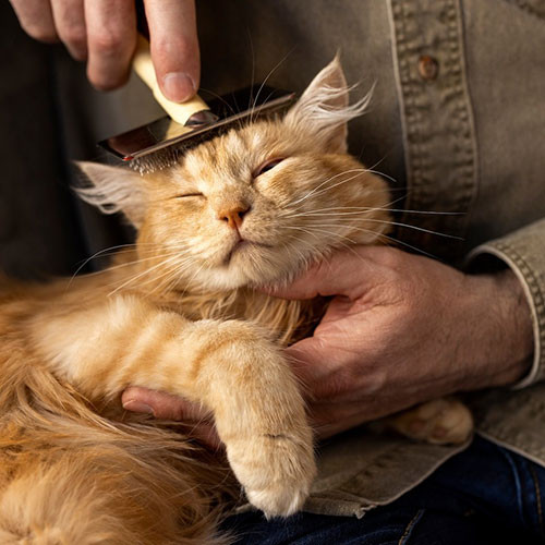 Зимний уход за шерстью кошек
