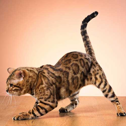Секреты кошачьего языка