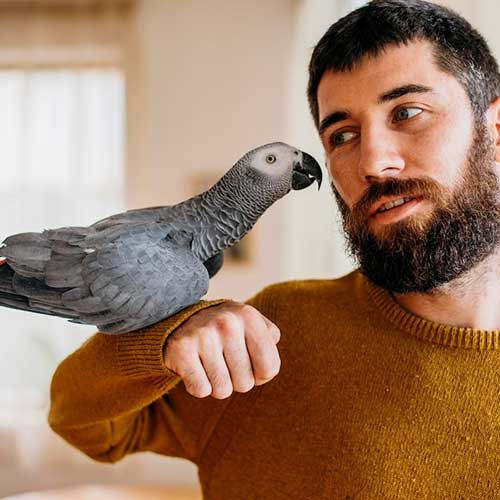 Активные игры для попугаев