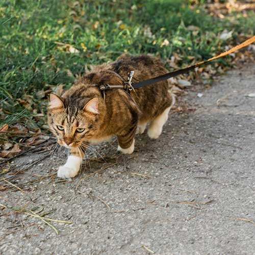 Выбор и использование шлейки для кота