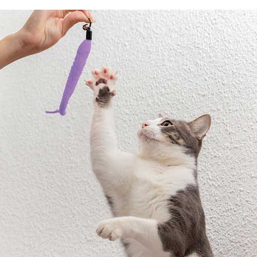 Лучшие игрушки для кошек