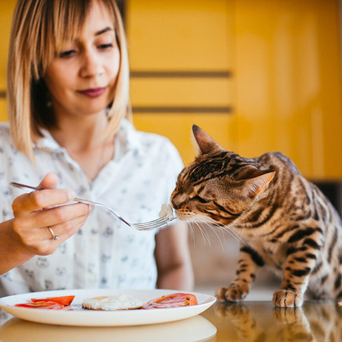 Пищевая аллергия у кошек и собак