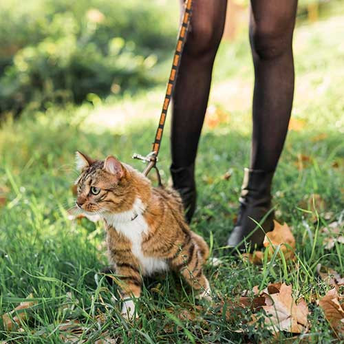 Как гулять с кошкой на улице