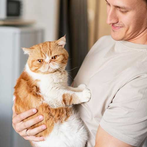 Как подружиться с кошкой