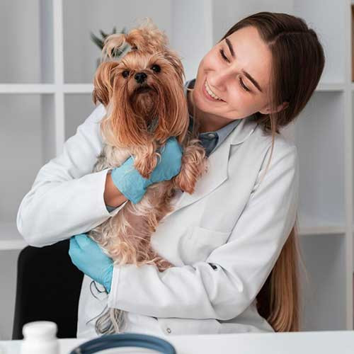 Чипирование домашних животных