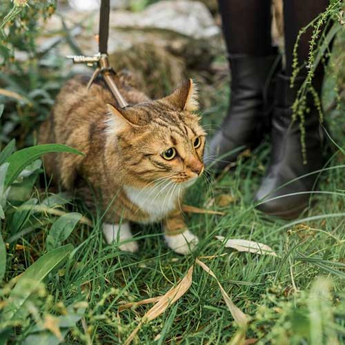 Какая трава полезна для кошек