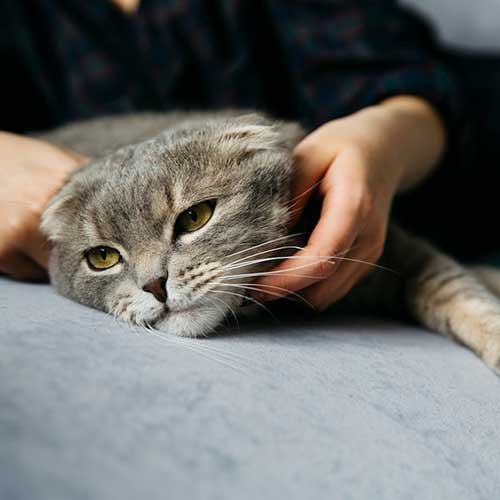 Массаж для кошки