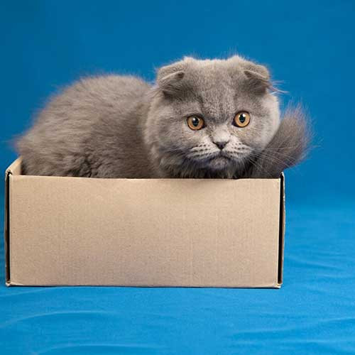 Почему кошки любят коробки