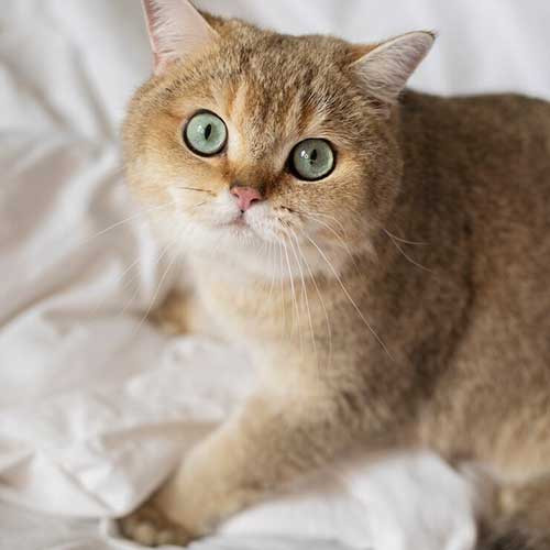 Почему кошки мнут лапами