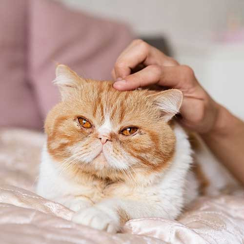 Любит ли кошка хозяина