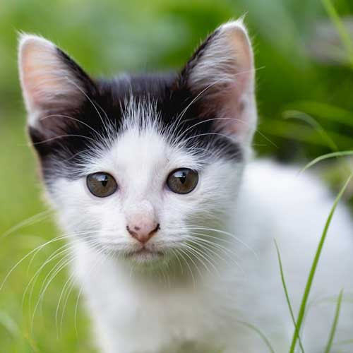 Что нужно котенку для развития
