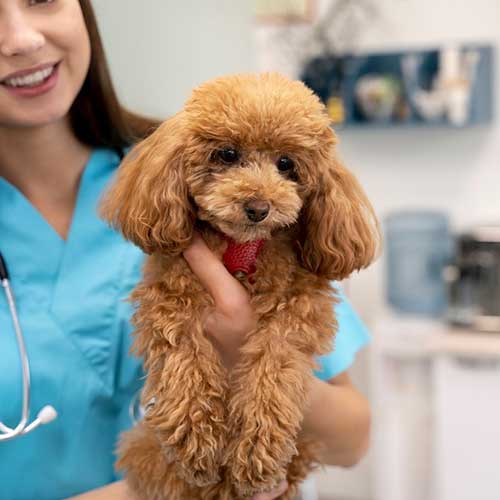 profilakticheskie-vizityi-k-veterinaru
