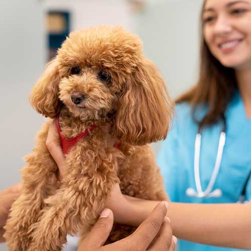 profilakticheskie-vizityi-k-veterinaru