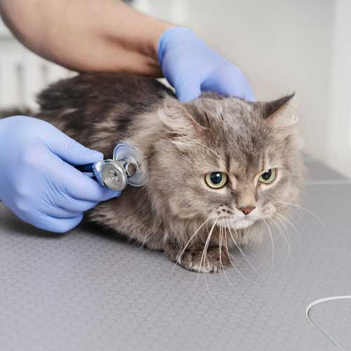 kak-snizit-stress-koshki-ot-poxoda-k-veterinaru